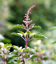 Shri tulsi mata 